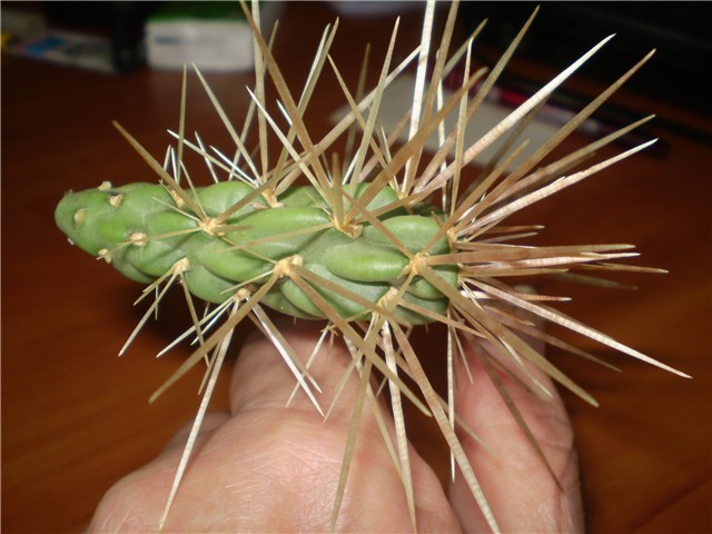 kaktus